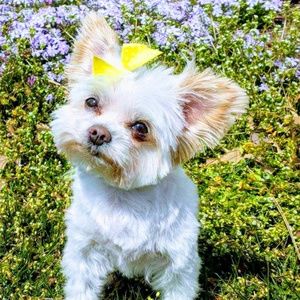 Meet your Posher, Debbie